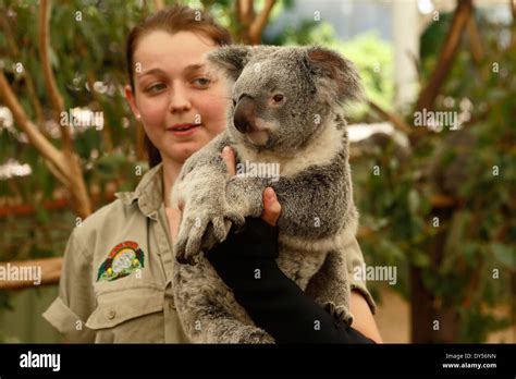 Female Keeper Holding Koala At The Lone Pine Koala Sanctuary In