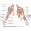 My Blog Muscles Of The Upper Limb