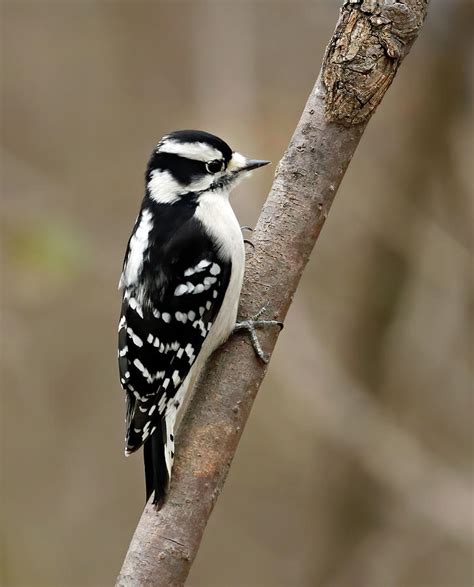 Downy Woodpecker 158 Indiana Photograph By Steve Gass Fine Art America