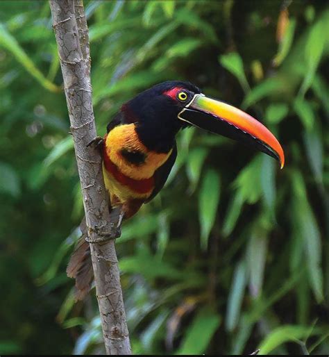 Fiery Billed Aracari Quepolandia