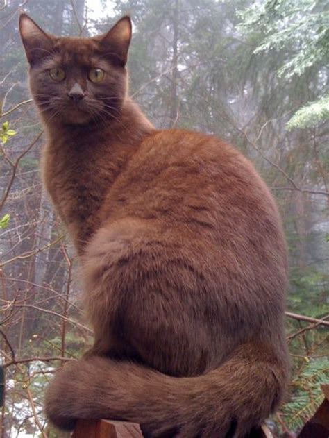 Popular names for black cats. A Vida com Gatos: As Pelagens dos Gatos