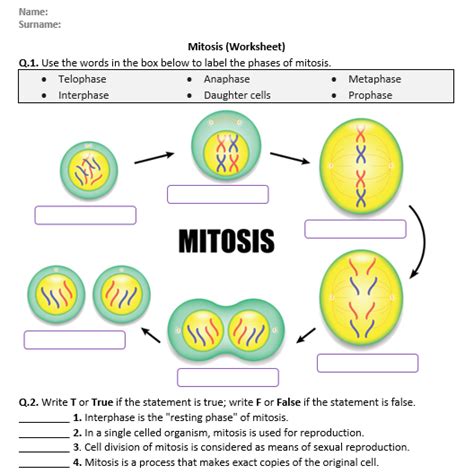 Mitosis Labeling Worksheet