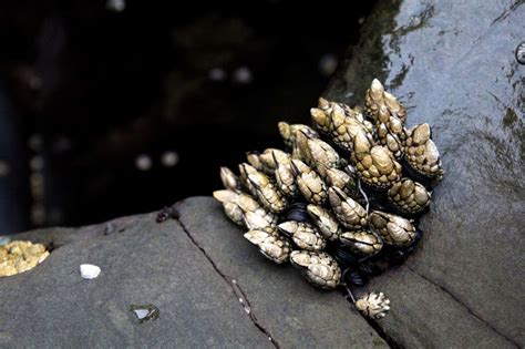 The barnacle then feeds by using its feathery feet to capture small edible bits and critters that float by. Spring Island (Part 3/3): Wild Food — FEAST: An Edible ...