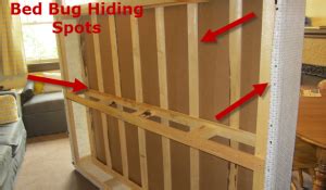 What do bed bugs look like? 5 Spots To Inspect For Bed Bugs In A Hotel Room ...