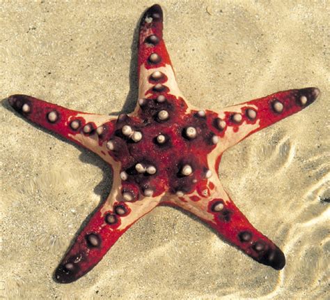 It Matters To That One Chocolate Chip Starfish Beautiful Sea