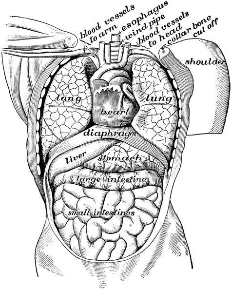 Internal Organs Diagram Female Human Female Internal Organs Anatomy