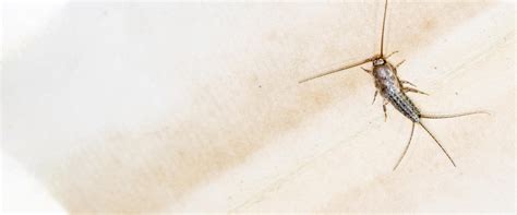To escape cold arkansas winters, these pests enter homes through vents, warped siding, and cracks around windows and doors. Silverfish Identification, Control & Prevention Guide For ...