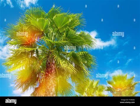 Palm Trees With Sunny Blue Sky Summer Holidays Background With Light Leaks And Lens Flares