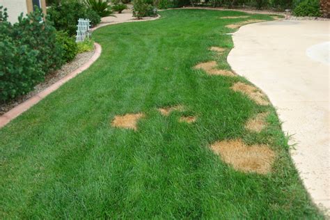 Xtremehorticulture Of The Desert Summer Brown Dead Spots On Lawns