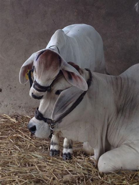 Brahman cattle pics are great to personalize your world. "The cow's calf not only is beautiful to look at, but also ...