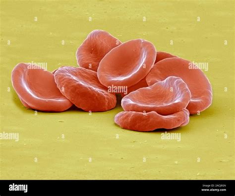 Red Blood Cells Coloured Scanning Electron Micrograph Sem Of Human