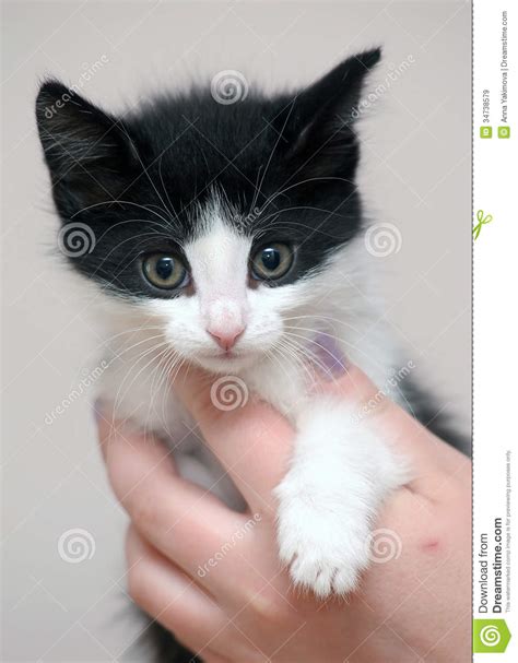 Little Cute Kitten Stock Image Image Of Downy Purebred