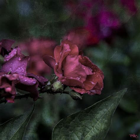 Rose In The Rain Photograph By Evie Carrier Fine Art America