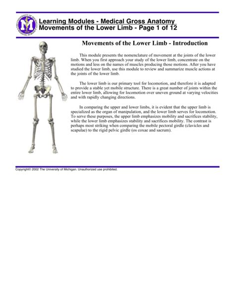 Medical Gross Anatomy Movements Of The Lower Limb