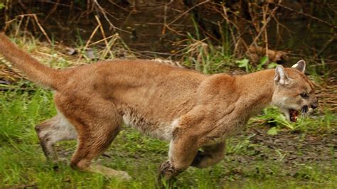 Cougar Sightings Creeping Up In Michigan Ctv News