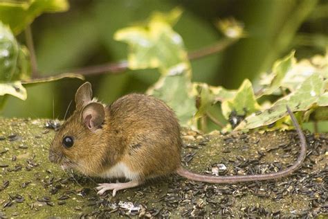 Field Mouse Or House Mice Carolee Kendrick