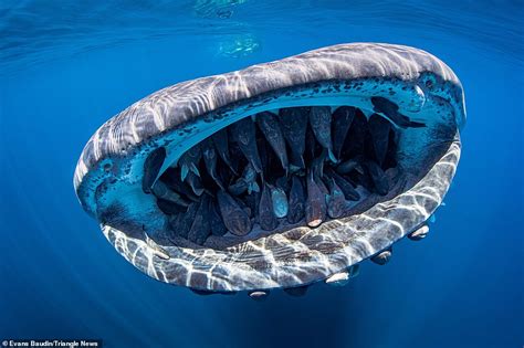 Russell stabs it and pulls on it with his hook, making the two laugh. Smile for the camera! Whale shark's mouth is filled with ...