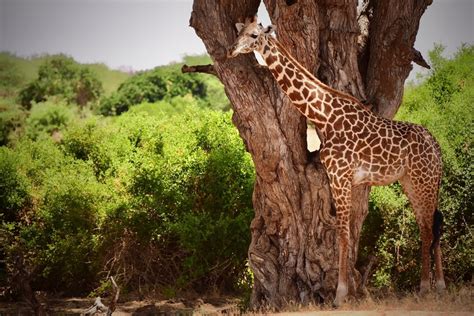 Żyrafa Zwierzęta Afryki Wybraliśmy Się Na Fotograficzne Safari W