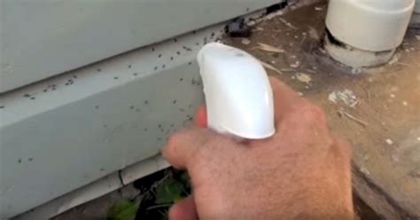 Ants don't see borax as a food source, so they won't come near it—the. How To Make An All-Natural Ant Killer With Borax.