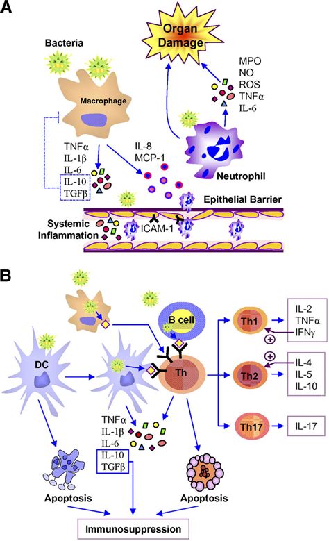 Roles Of Innate And Adaptive Immune System In Sepsis Pathophysiology