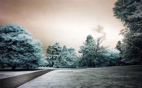 Wallpaper Sunlight Trees Landscape Nature Reflection Park Snow