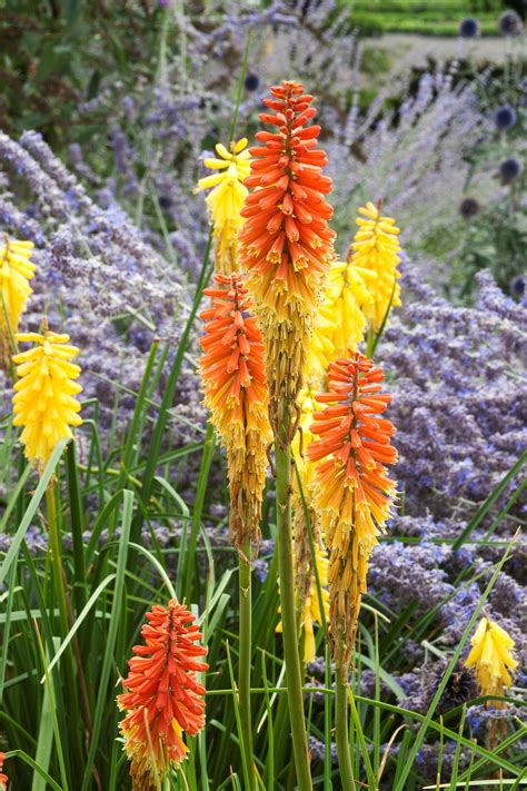 Changing color as the flower matures, this robust perennial displays the deepest shades in. RED HOT POKER "Flamenco" has vibrant eight inch orange/red ...