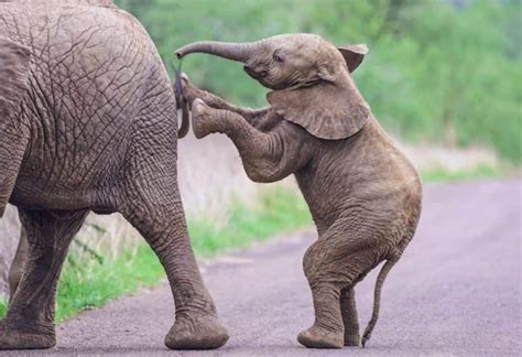 Quantos Coracoes Tem Um Elefante