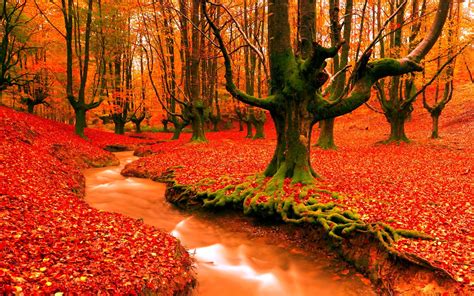 Forest Tree Wallpapercolourful River Backgrounds