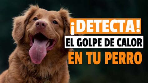 C Mo Detectar El Golpe De Calor En Los Perros Youtube