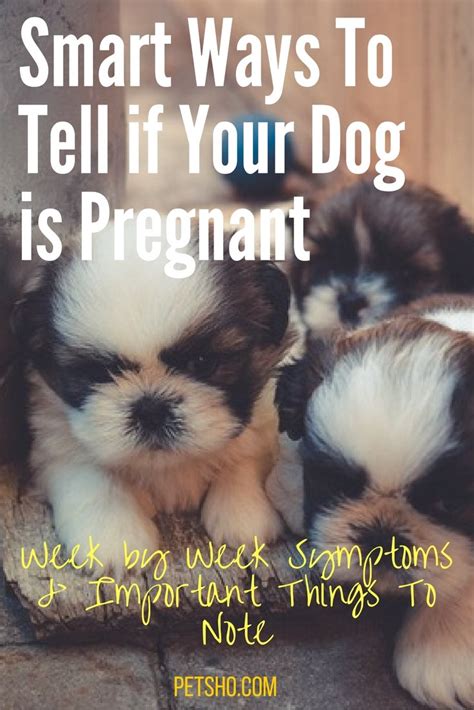 How To Tell If Your Dog Is Pregnant 5 Things To Know