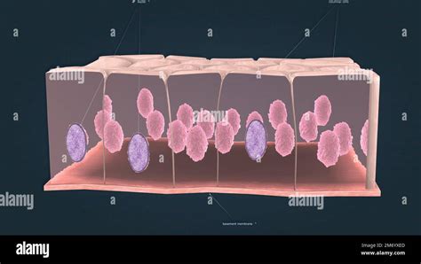 Simple Columnar Epithelium Is A Single Layer Of Columnar Epithelial