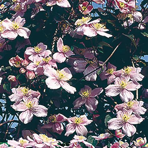 We did not find results for: Clematis montana 'Mayleen' (Berg-Waldrebe) bestellen