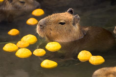 Why Do Capybaras Eat Their Own Poop Imedia