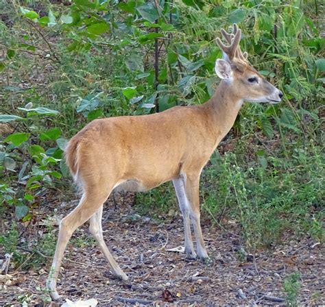 Venado Caramerudo White Tailed Deer Odocoileus Virginianus ♂ A