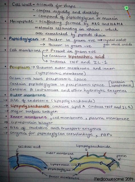 Medicowesome Cell Wall Of Gram Positive And Gram Negative