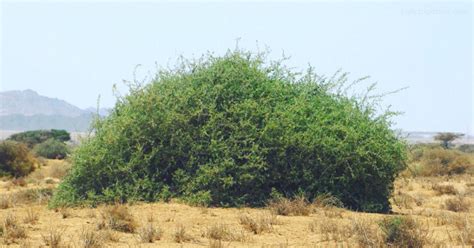 Gambar Pohon Gharqad Di Indonesia – Eva