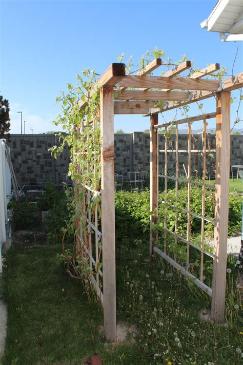 Wrapping concord grapevines upward through fence posts teaches them to grow toward direct sunlight. Building a Grape Arbor in Your Backyard Garden - Our ...