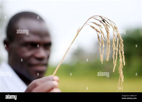 A Farmer In Sierra Leone West Africa With Some Of His Wheat Harvest