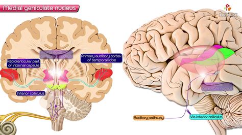Medial Geniculate Nucleus Of Thalamus Neuroanatomy Youtube