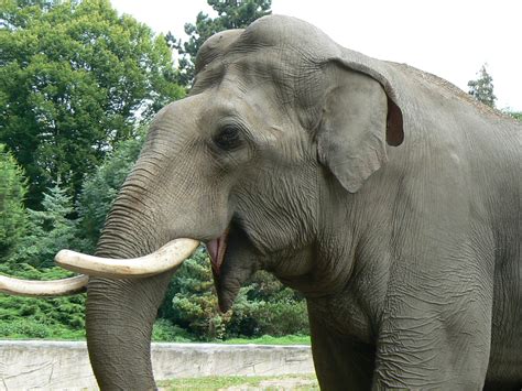 Huge collection, amazing choice, 100+ million high quality, affordable rf and rm images. Asian Elephant Computer Wallpapers, Desktop Backgrounds ...