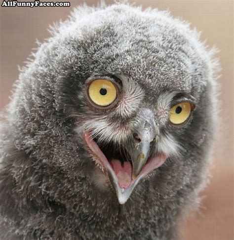 Funny Owl Face Funny Animal