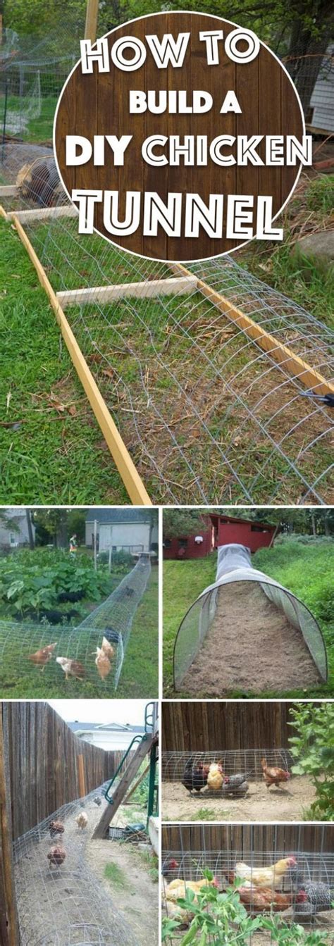 Can you have chickens in your garden. A DIY Chicken Tunnel Can Let You Watch the Birds Roam ...