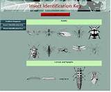 Images of Pest Identification Key