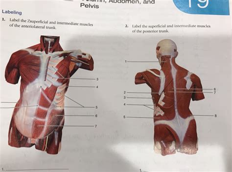 Anterior view  the 40 superficial muscles here are divided into 10 regional areas of the body copyright © 2004 pearson education 7. Solved: This Is The Second Time I'm Posting This Question ...