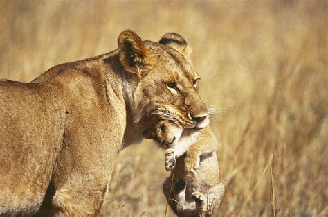 Lioness Carrying Cub In Its Mouth Photograph By Mary Beth Angelo Pixels