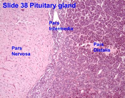 Pituitary Gland Libre Pathology