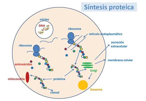 Del Gen A La Proteína Guía Metabólica Proteína Rutas Metabolicas