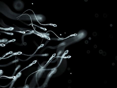 Lower Sperm Counts Dont Mean The Reproductive Apocalypse — Yet Vox