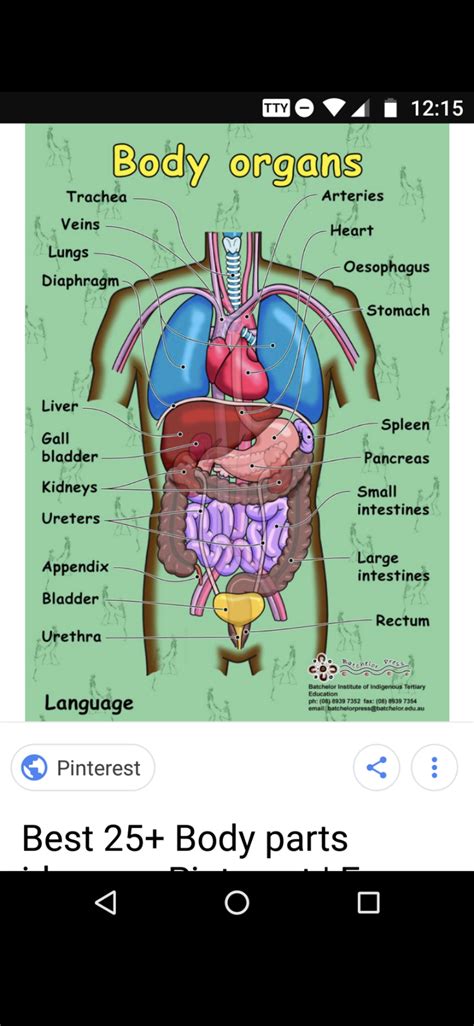Chart Of Body Organs