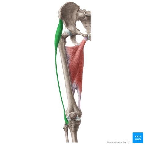 Muscles In The Inguinal Region Tensor Fasciae Latae Muscle Radiology